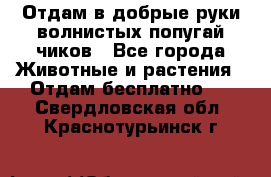 Отдам в добрые руки волнистых попугай.чиков - Все города Животные и растения » Отдам бесплатно   . Свердловская обл.,Краснотурьинск г.